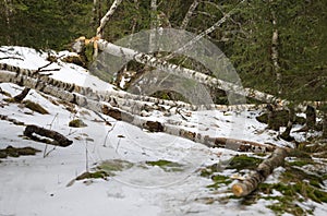 Beaver activity in the landscape