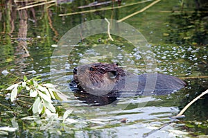 Beaver animal Stock Photos.  Beaver animal wild in the water foraging with water and background. Image. Picture. Portrait