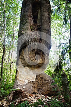 Beaver belted tree with his teeth