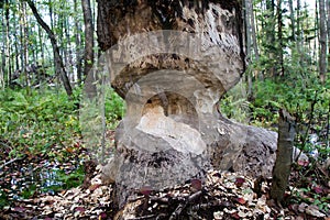 Beaver belted tree with his teeth