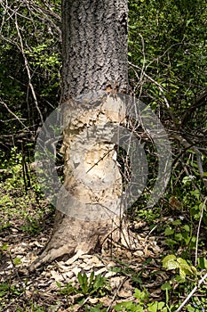 Beaver Bite Marks on a Tree Trunk