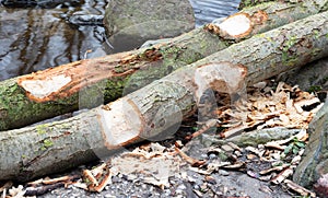 Beaver bite marks on tree trunk