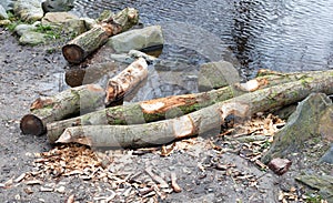 Beaver bite marks on tree trunk
