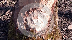 Beaver bite marks in the woodland by Anthering near by Salzburg, Austria in Europe