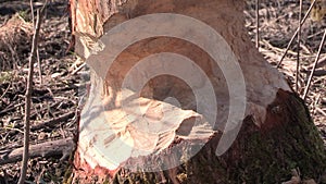 Beaver bite marks in the woodland by Anthering near by Salzburg, Austria in Europe