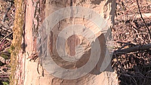 Beaver bite marks in the woodland by Anthering near by Salzburg, Austria in Europe