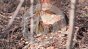 Beaver bite marks in the woodland by Anthering near by Salzburg, Austria in Europe