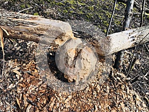 Beaver bitten tree