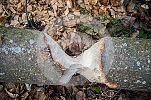 Beaver bitten tree