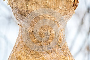 Beaver bitten tree closeup