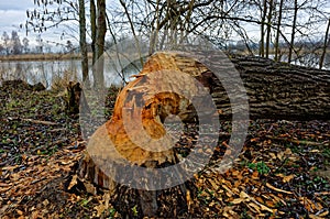 Chewed and felled tree by Eurasian beaver in riparian area photo
