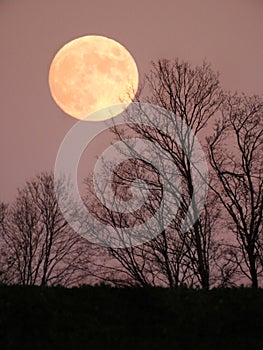 Beaver Blood Moonrise in November in NYS Fingerlakes