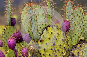 Beaver cactus