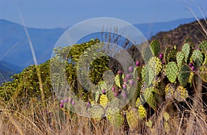 Beaver cactus