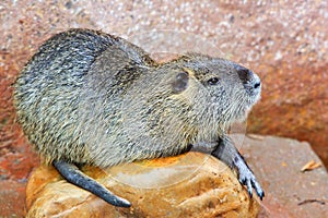 Beaver(Castor) 2