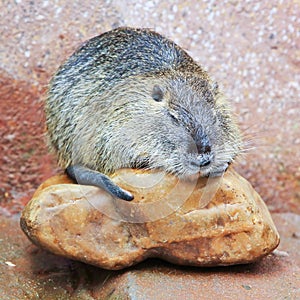 Beaver(Castor)