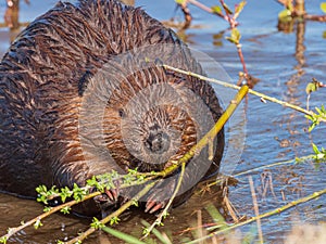 Beaver Castor canadensis in Alaska