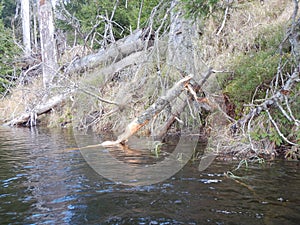 Beaver castor fiber eaten tree cutt off