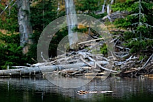 Beaver, Castor fiber, in the mountain lake, beaver castle in the background. Wildlife scene from nature. Animal from Sumava mounta