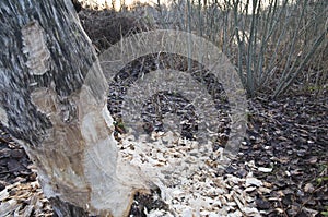 Beaver (Castoridae) Lay a track