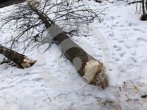 Beaver chaw, rotational tree cutting  2