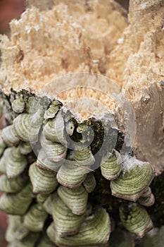 Beaver Chewed Log with Green Shelf Fungi