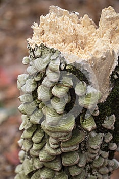 Beaver Chewed Log with Green Shelf Fungi