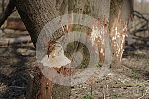 Beaver chewed tree