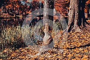 beaver-chewed tree by the river in autumn