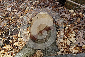 A beaver chewed tree stump