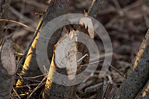 Beaver chewed Willow bush during a spring evening in Estonia