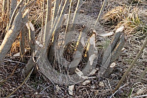 Beaver chewed Willow bush during a spring evening in Estonia