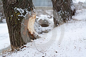 Beaver chewed wood.