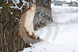 Beaver chewed wood