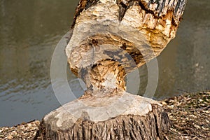Beaver chewed wood