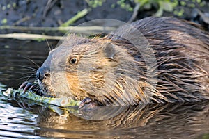 Beaver Chewing on a Branch in the Wild