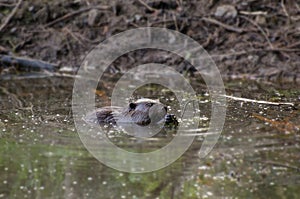 Beaver Chewing Dam