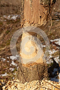 Beaver chewing down a tree