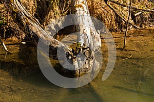 Beaver chewing down a tree