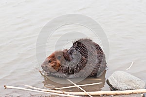 Beaver Chewing a Stick