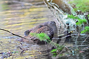 Beaver chewing stick