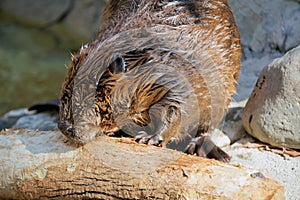 Beaver chewing on wood