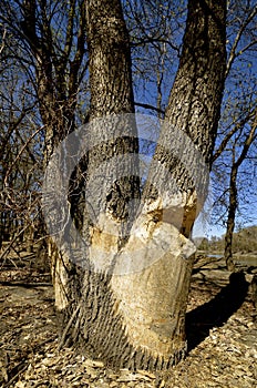 Beaver chewings on a tree