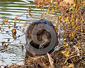 Beaver Photo and Image. Buck teeth and wet brown fur. Building a beaver dam and lodge in its habitat. Front view