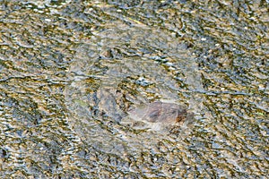 Bobrie mláďa maskované na vodnej hladine