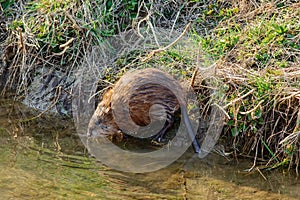 Beaver cub on the river bank