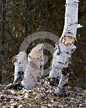 Beaver cut tree stock photo. Beaver Cut down birch tree stock photo. Beaver work. Tree felled by beaver. Tree cut down by beavers