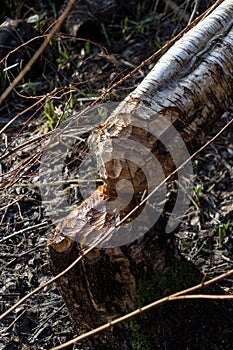 Beaver cutting down a tree