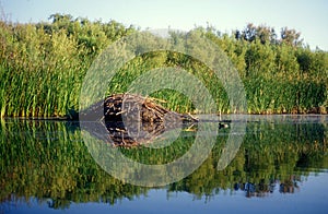 Castoro diga riflessione pantano 