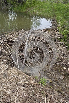 Beaver Dam